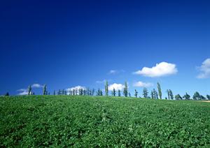 東京で浄土真宗の墓地をお探しの方へ