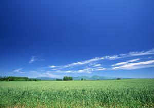 東京に住んでいる方々への墓地のプラン